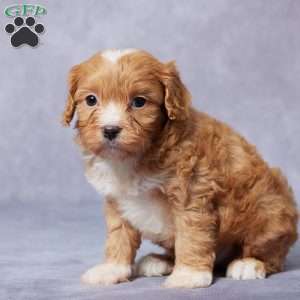 Ezra, Cavapoo Puppy